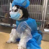 安静内敛哈士奇
